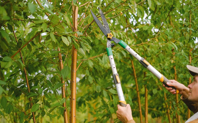Tree trimming in Arapaho, OK